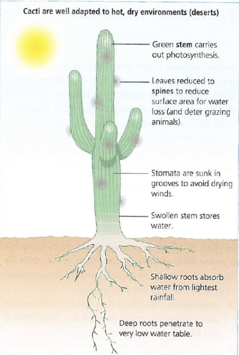 Adaptations to Reduce Transpiration